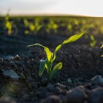 Addressing Climate Change through mitigation and adaptation